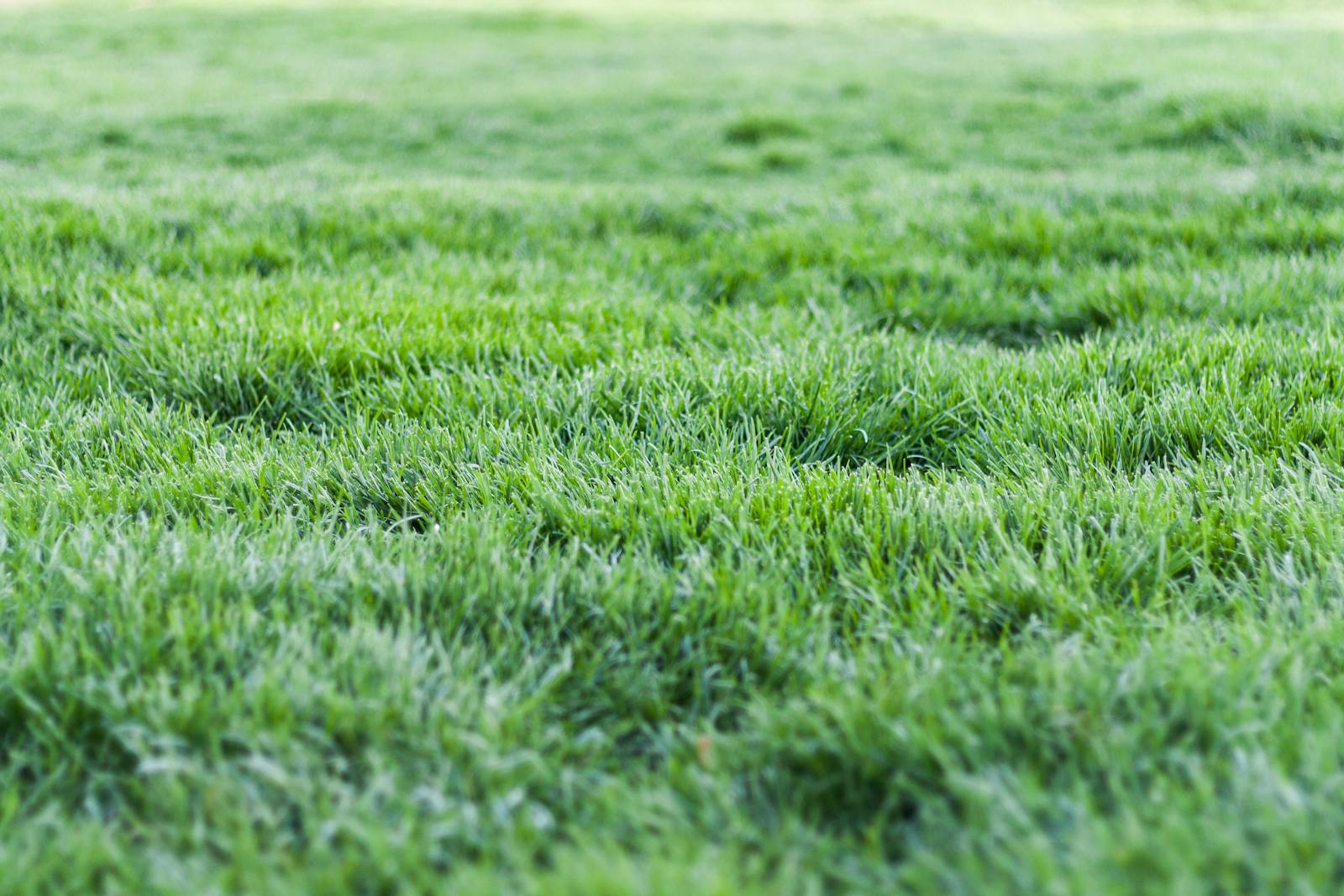 Close-up of a thick, even lawn after a mow.
