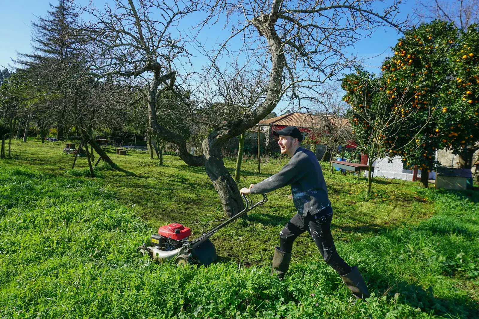 A solo operator pushing a walk-behind mower in straight lines across a green lawn.