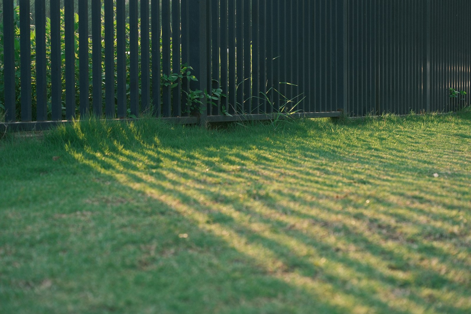 Late-afternoon sun raking across mow stripes against a wood privacy fence.